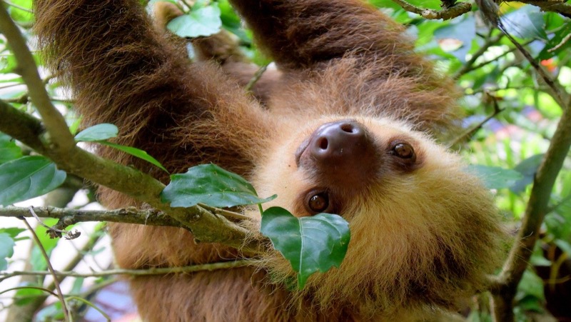 Un paresseux suspendu à un arbre