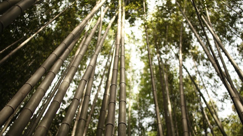 Bambous de la forêt d'Arashiyama situé à Kyoto